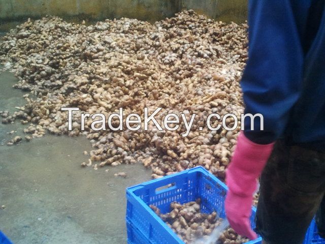 Supply Fresh Ginger_ Vietnam origin