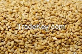 BARLEY