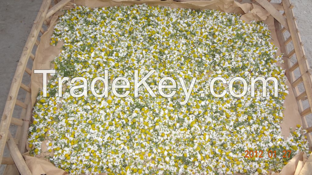 chamomile flowers