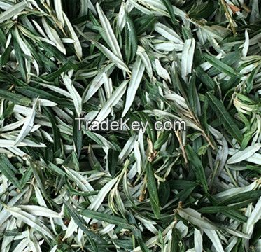 Seabuckthorn Dry Leaves