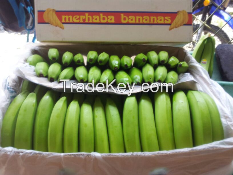 Cavendish bananas.