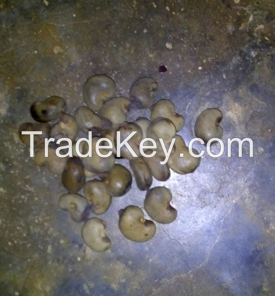 cashew nut