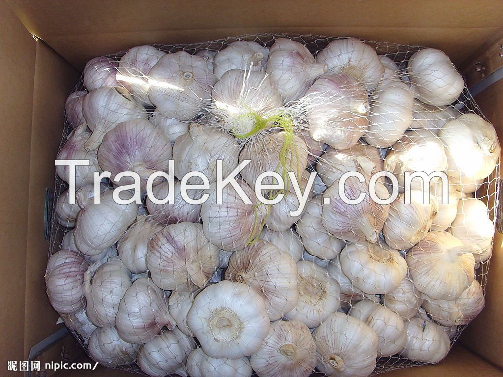 fresh garlic