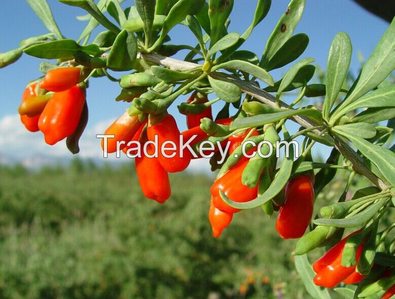 2014 free sample organic goji berries bulk dried goji berry