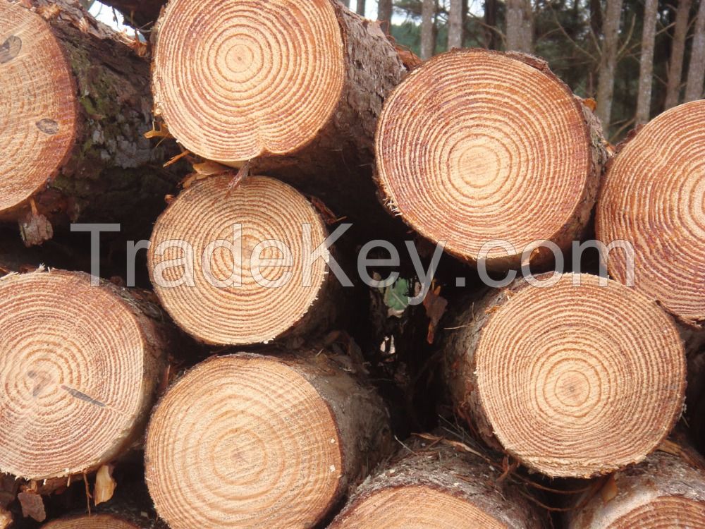 Pine Logs