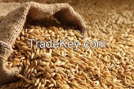 Barley