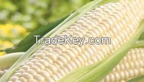 White Maize