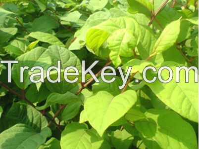 ISO,KOSHER certificated Resveratrol (Polygonum cuspidatum extract)98% HPLC CAS NO:501-36-0