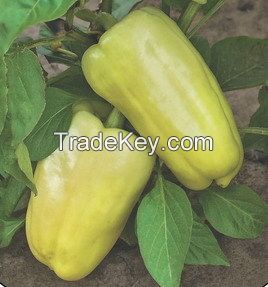 Fresh vegetables from Uzbekistan