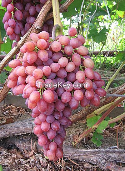 Fresh fruits from Uzbekistan