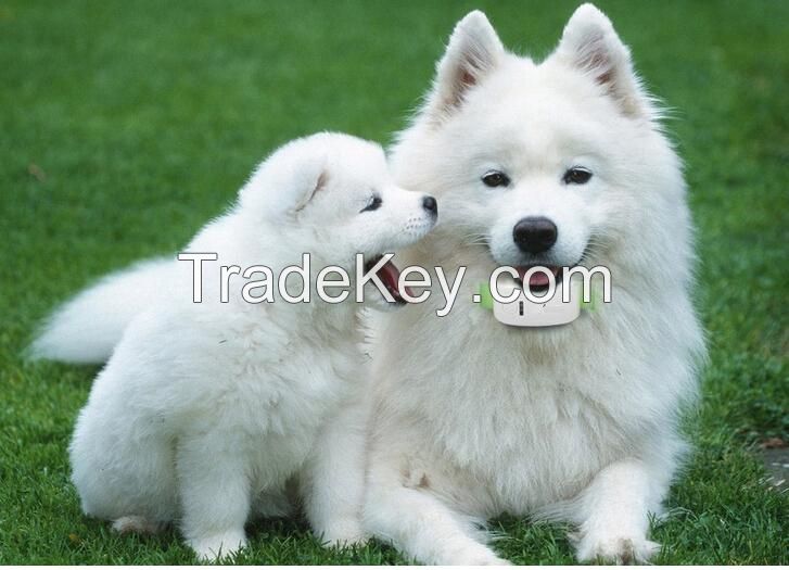 2014 New Arrival Factory Price GPS Tracker Pets T201-2