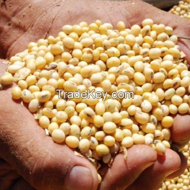 High Quality Non GMO Yellow Soybeans