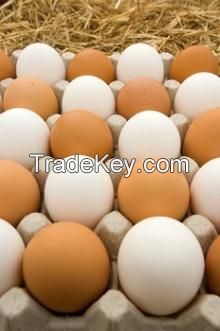 Fresh Table Eggs