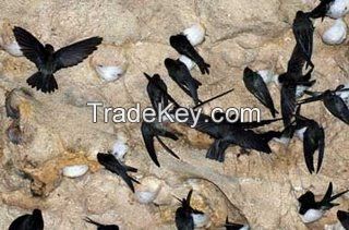 Edible White swiftlet bird nests - Very Cheap Pricing