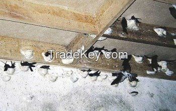 Edible White swiftlet bird nests - Very Cheap Pricing