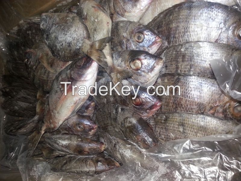 FROZEN FISH FROM MAURITANIA