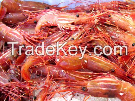  Pink Shrimp, Squid Tentacles, Vannamei Shrimp, Penaeus vanname, Corvina, gadus morhua, scouber scobrus