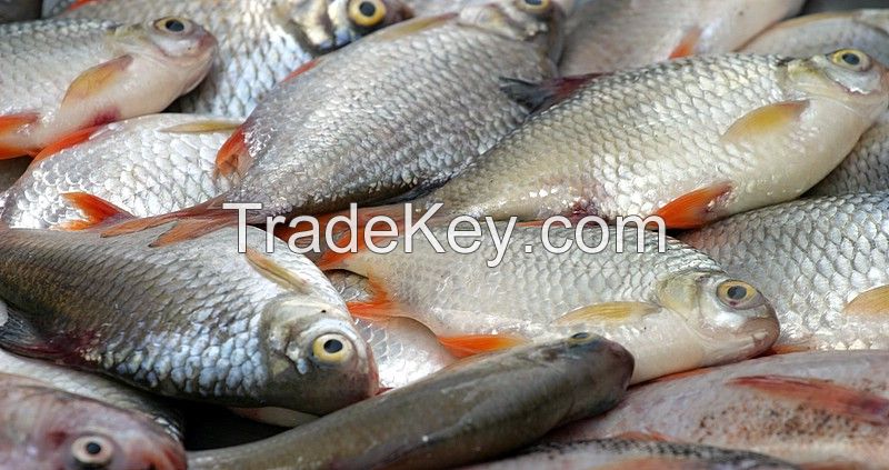 sea fishes, Frozen Sea Fish, mackerel loin, sardine, round scad  