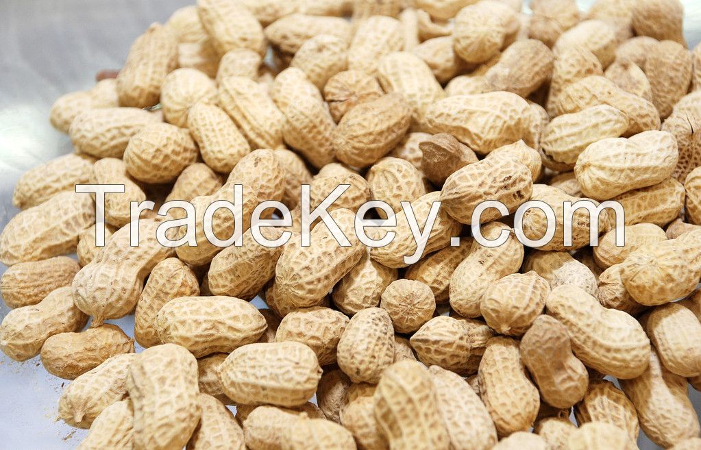 Chinese First Grade Peanut Kernels with competitive price