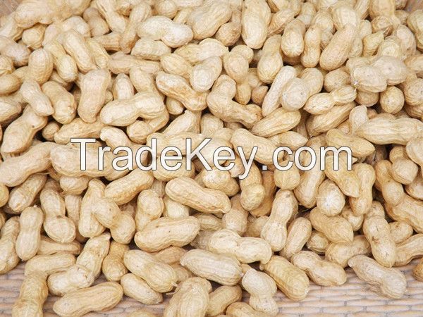 2014 Raw Peanut in Shell Hot Sale! ! !