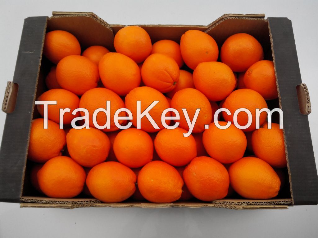 Fresh Oranges