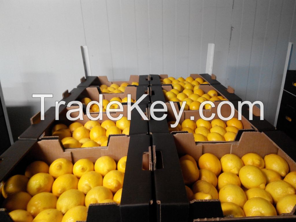 Fresh Lemons