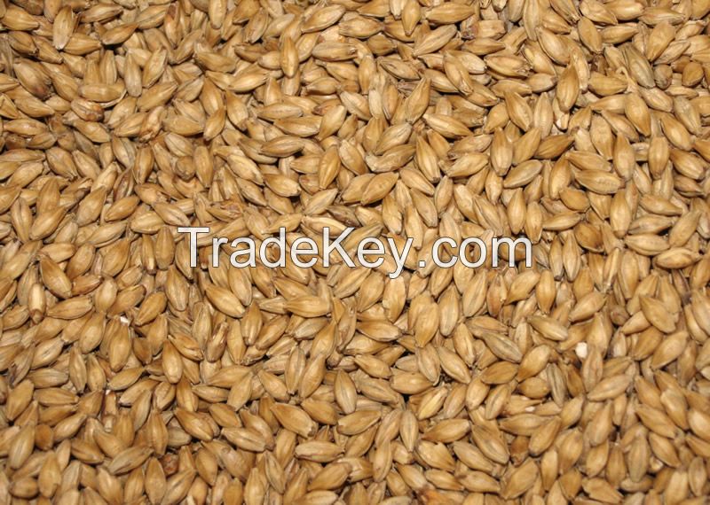 FEED BARLEY