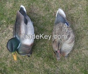 Mallard duck decoy used in hunting season