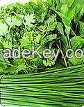 Fresh Cut Coriander