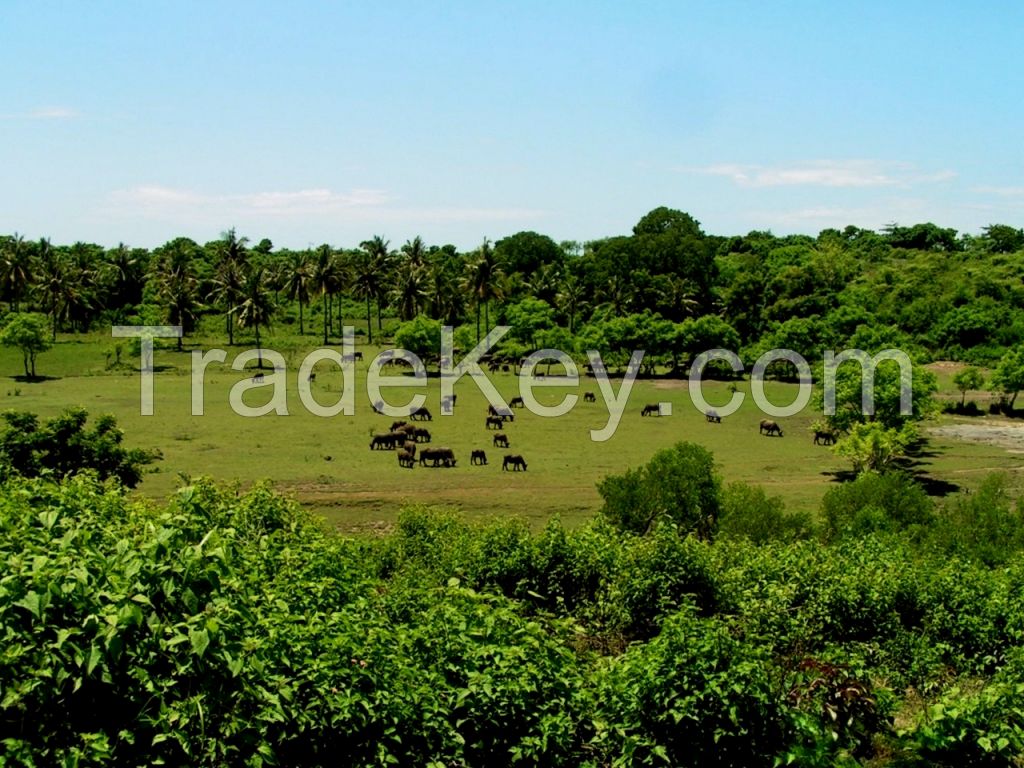 Beachfront land in Lombok