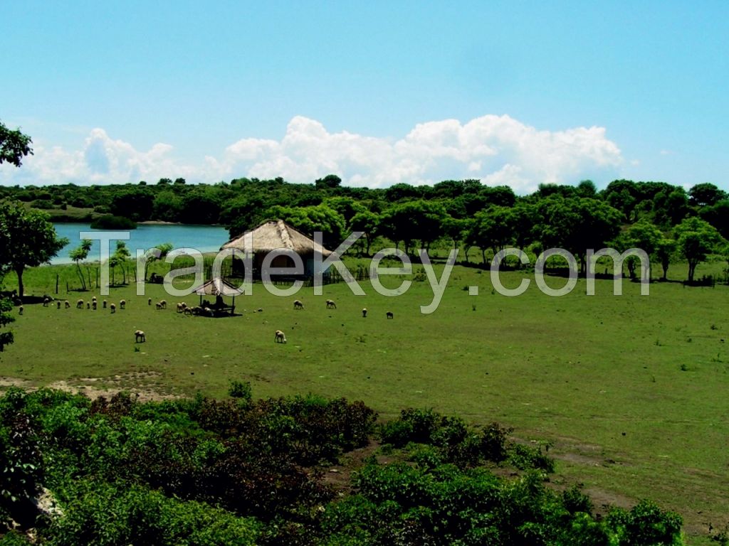 Beachfront land in Lombok