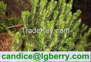 High quality Huperzine A /Huperzia Serrata Extract 1%