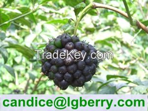 Eleutheroside 0.65%, 0.8%, 1.5% Siberian Ginseng Extract