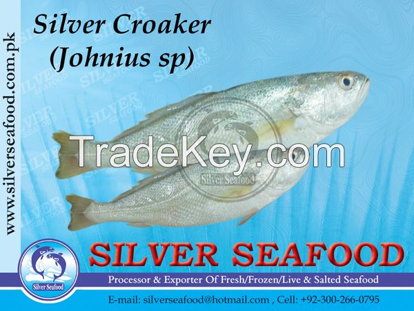 Silver Croaker,Johnius Sp