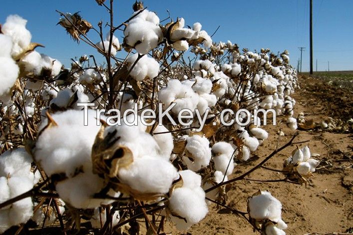 Cotton