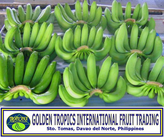 Fresh Cavendish Bananas