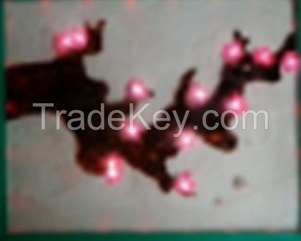The LED Lightings