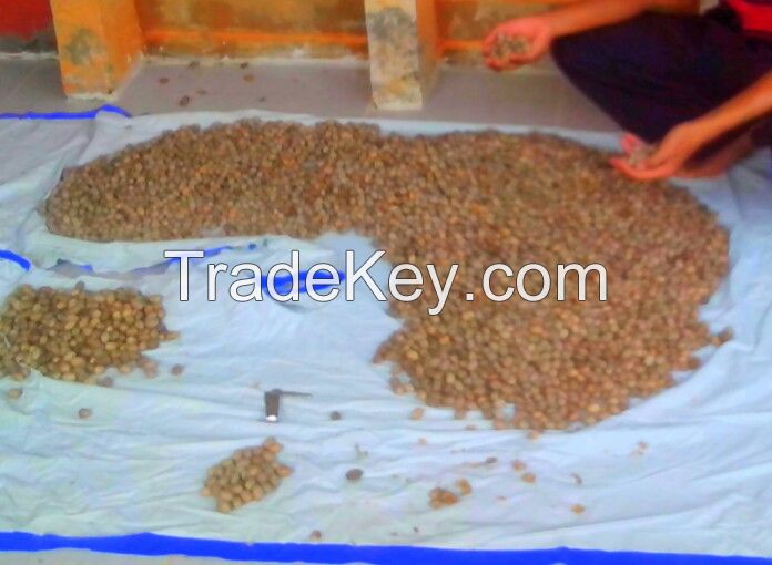 Top Quality Princess Palm Seeds