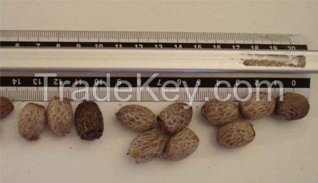 Top Quality Princess Palm Seeds