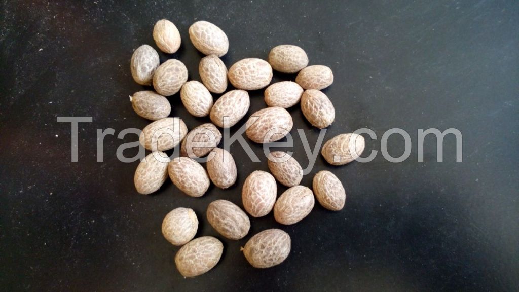 Top Quality Princess Palm Seeds