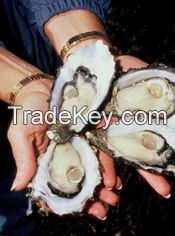 Pacific Oysters