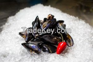 Boston Bay Mussel