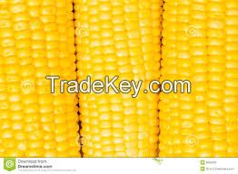 100% grade A yellow and white corn for animal feeding,home consumption,barley etc