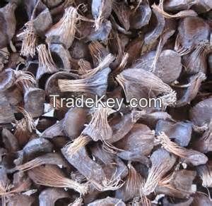 Nancia Palm Kernel Shells