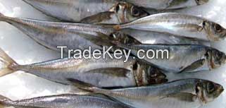 Horse Mackerel - Tonson