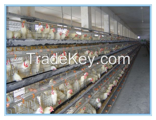 chicken cages automatic