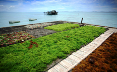 Dried Eucheuma Spinosum / Denticulatum Seaweed