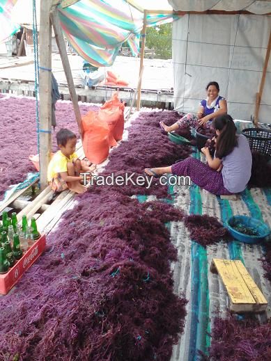 Dried RED / PURPLE Eucheuma Cottonii Seaweed