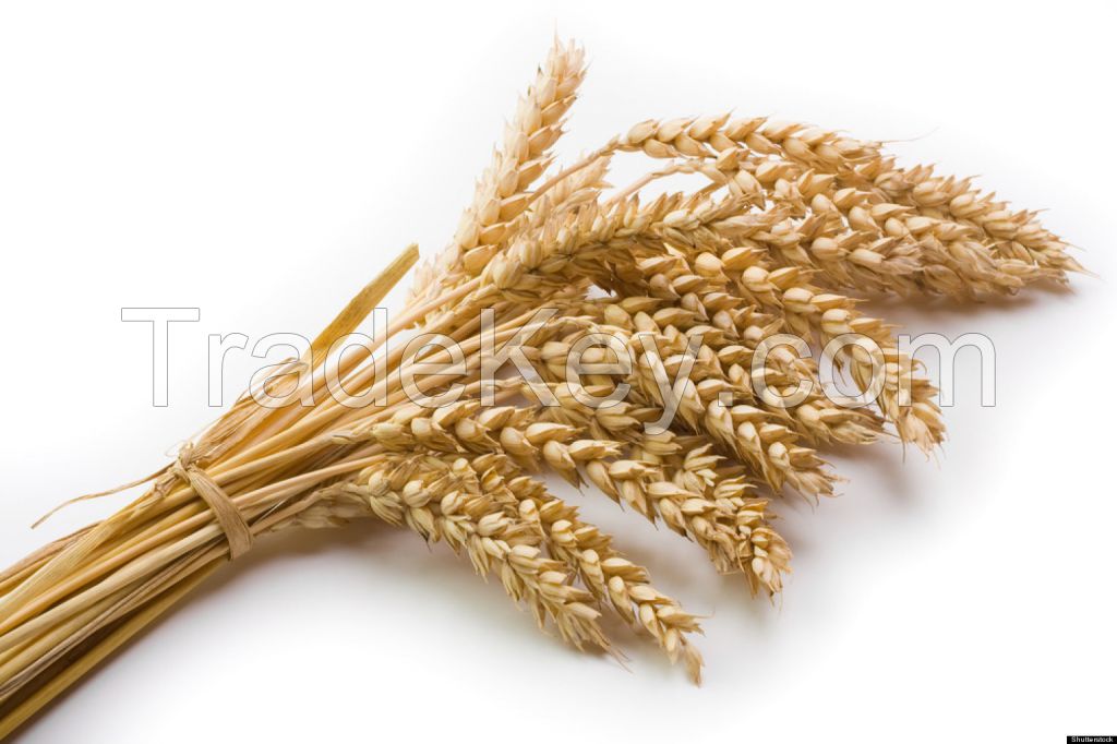 wheat