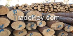 Sawlogs Of Coniferous - Pine, Fir, Silver-Fir